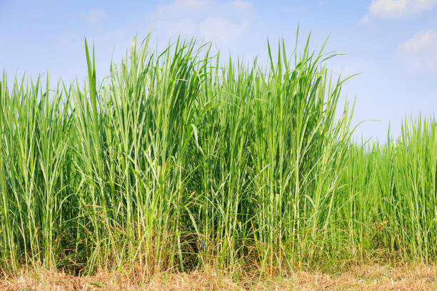 Napier Grass