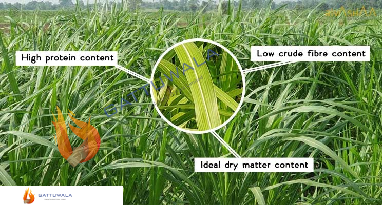 Pellet Mill - Napier Grass